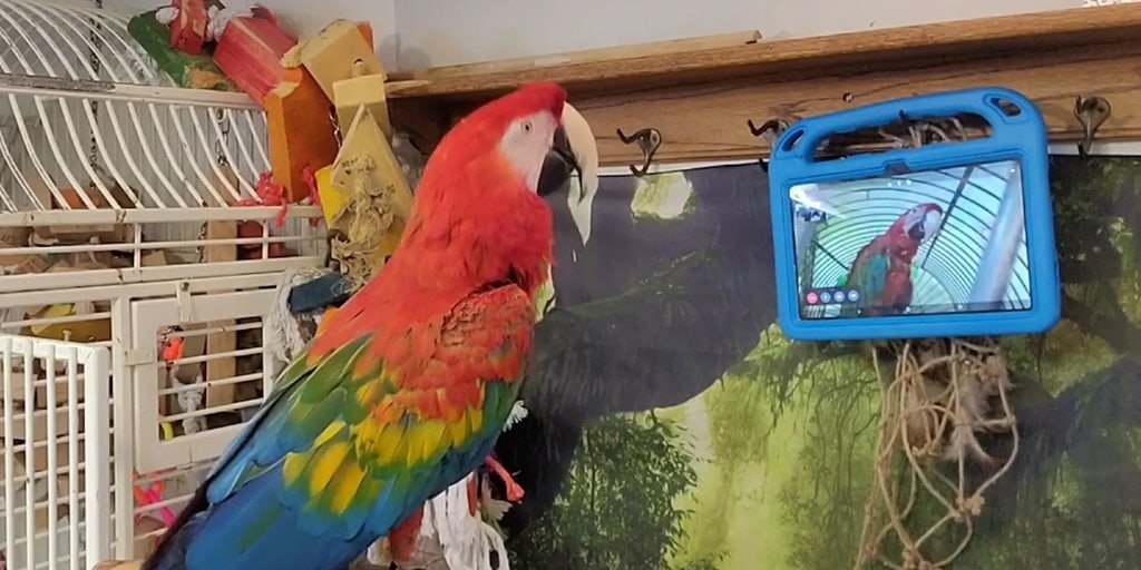 Pet Parrots Learn to Video Call Each Other to Get Rid of Loneliness