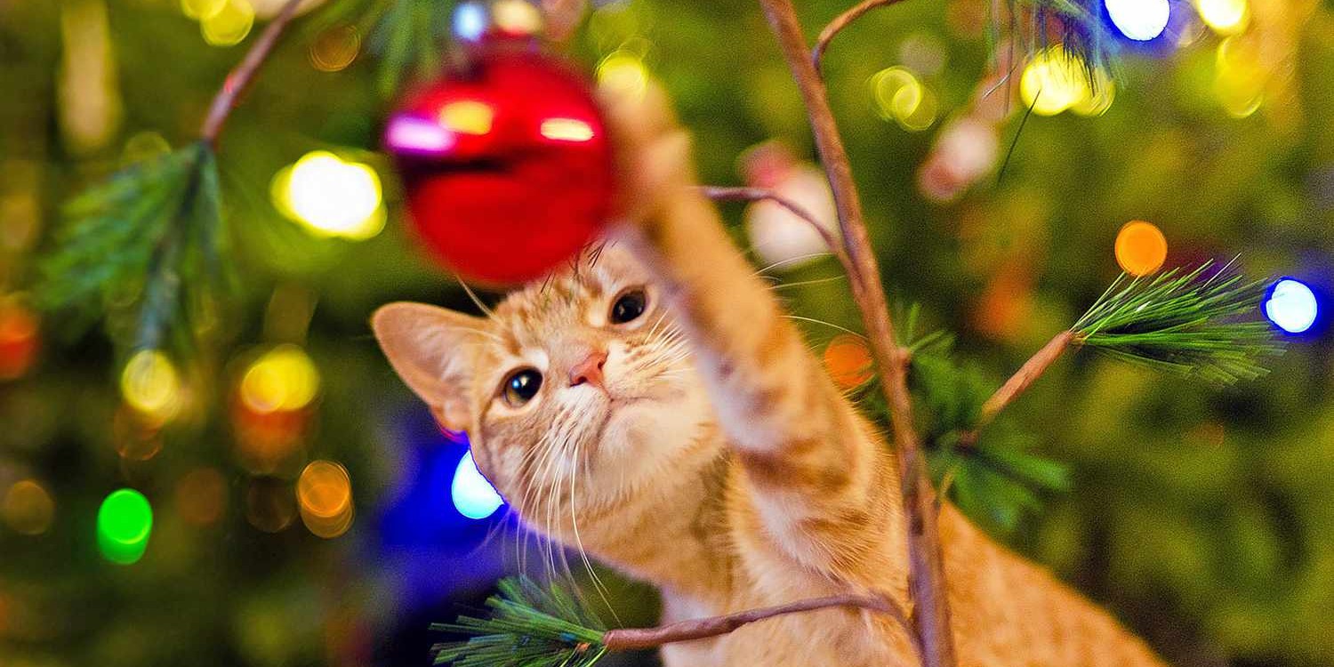 How to Keep Your Cat Out of Your Christmas Tree: A Cat Trainer and a Vet Offer Tips
